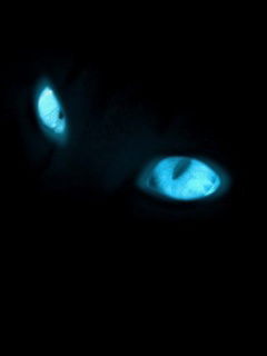 Саня Санька