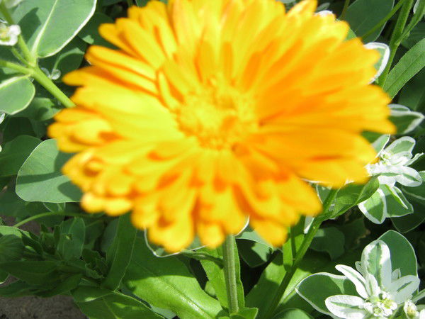 Сайфулин Александр