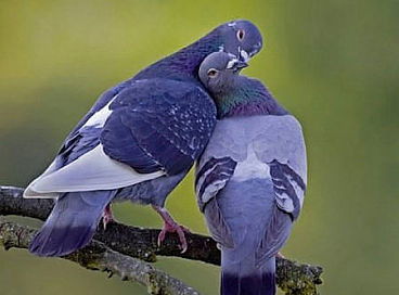 Остров Любви