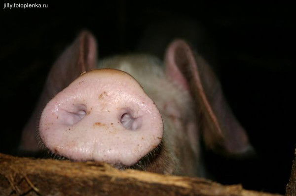 Никто Незнает