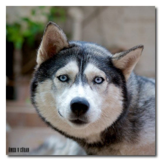 Николай Лапин