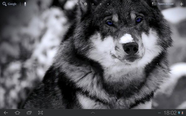 Никита Цебеков