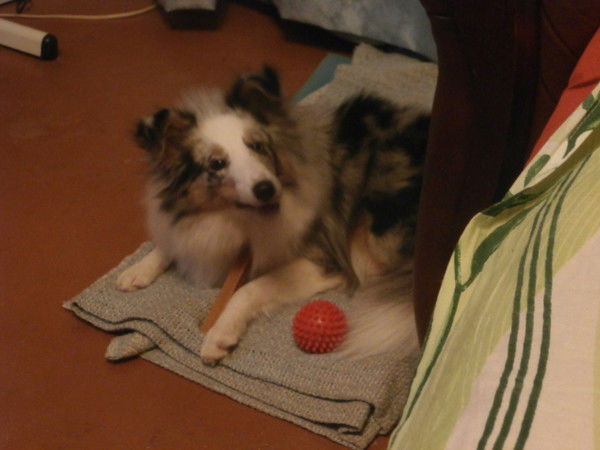 Елена Коёкина