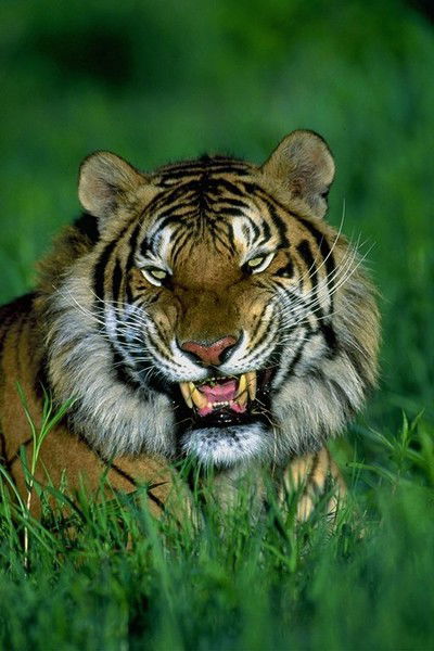 Александр Домнич