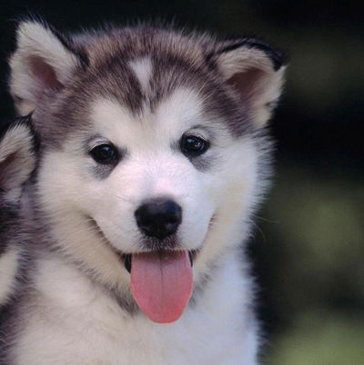 Света Кижняева