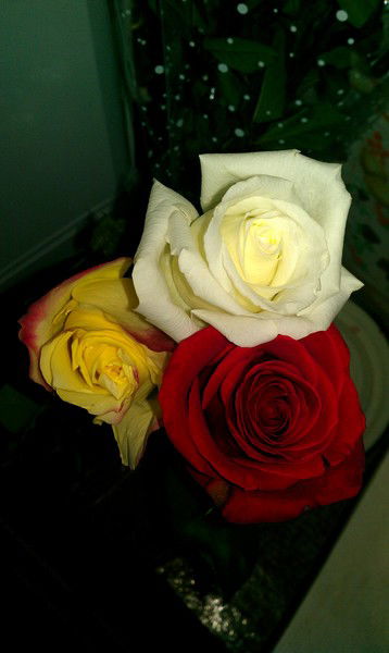 Зауре Ахмедова