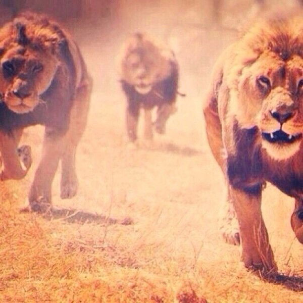 Ахмед Омаров