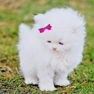 Юлия Смирнова