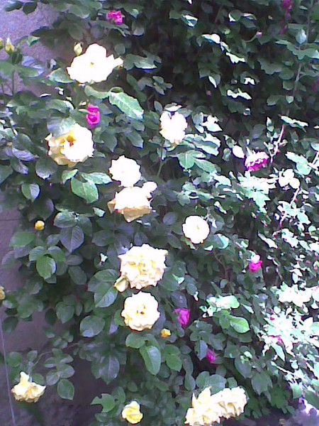 Ольга Ткаченко