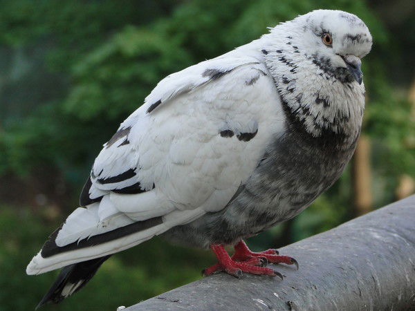 Вадим Голубев