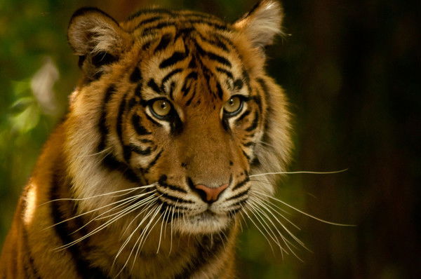 Мой Тигрёнок