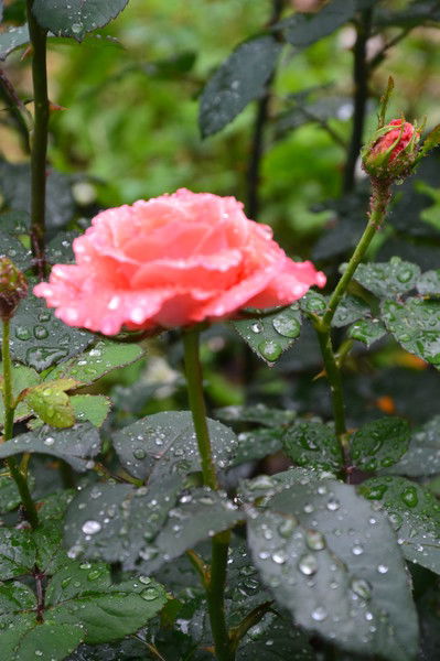 Елена Шевелёва