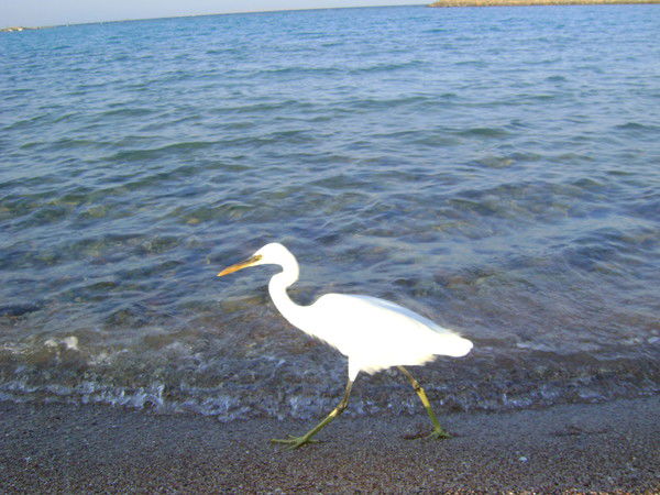 Наталья Николаева