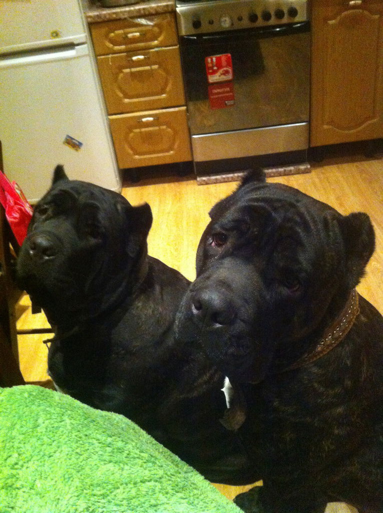 Анна Горяева