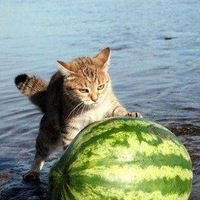 Колян Вирус