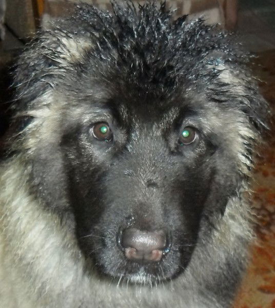 Вера Егорьева