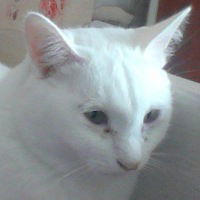 Ольга Потеха