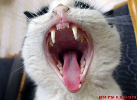 Илья Первушин