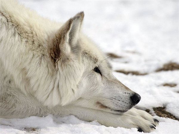 Кристина Алимпиева