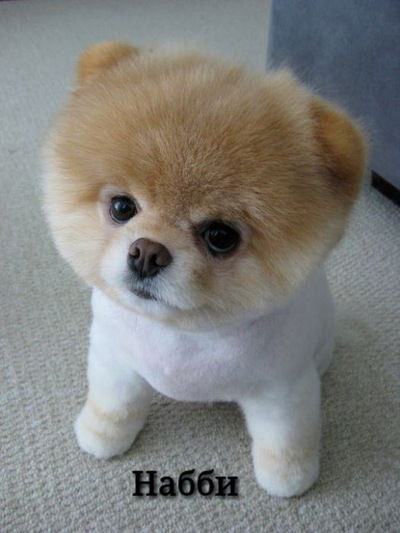 Анджела Светлокович