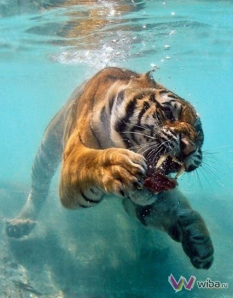 Антон Першин