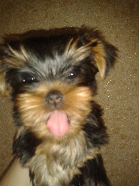 Катя Маркелова