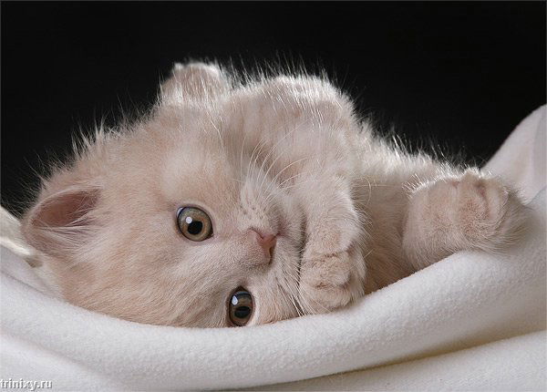 Виталик Остроухов