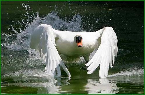 Любовь Лебедева