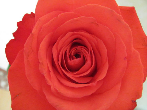 Олеся Клименко