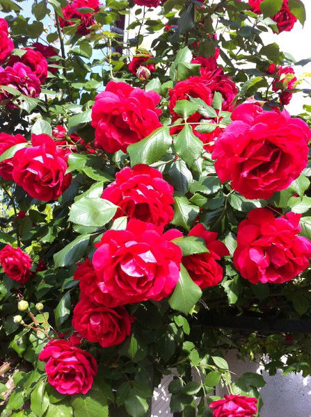 Бычек Тамара