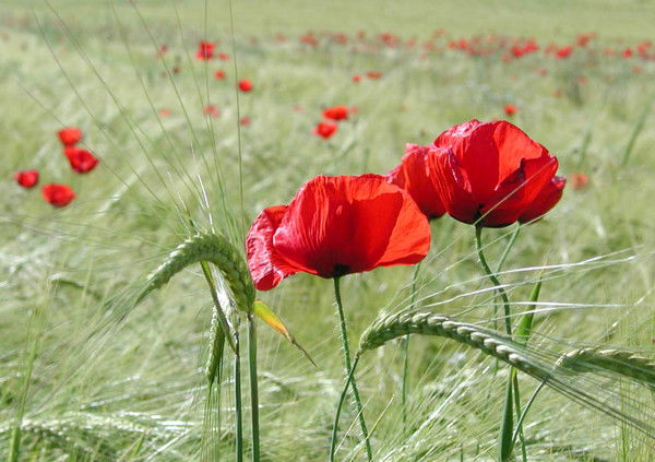 Ольга Гугузова