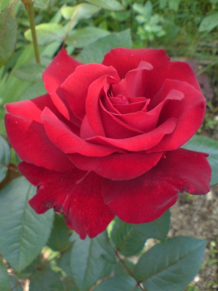 Екатерина Хлынова