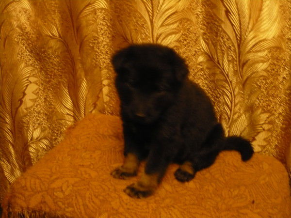 Владимир Кузнецов