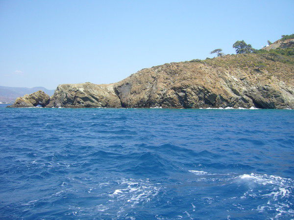 Сильва Васильковая