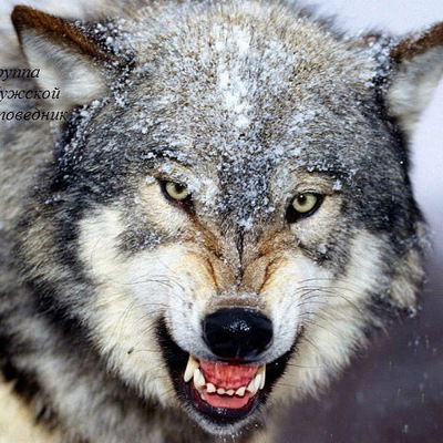 Виктор Анкудинов