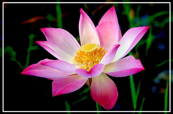 Тамара Тулеуп