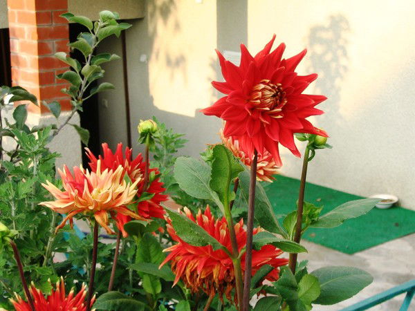 Неизвестно Неизвестно