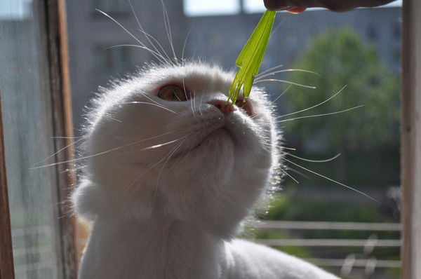 Валерия Нескажу