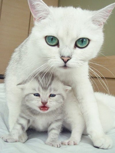 Саша Зайкооо