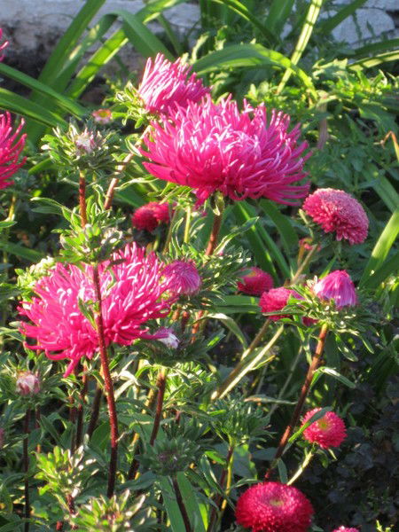 Наталья Маслова