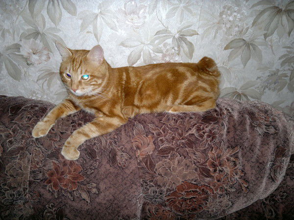 Хуч Красавчик