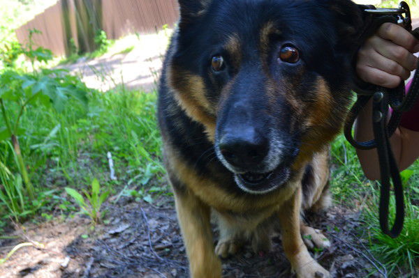 Галина Смелякова