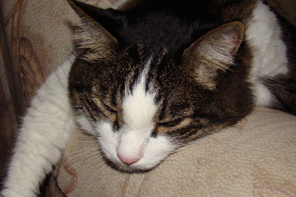 Ирина Исупова