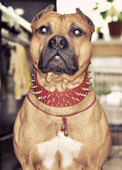 Олег Ефимов