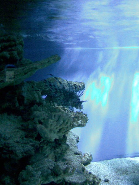 Мария Мария