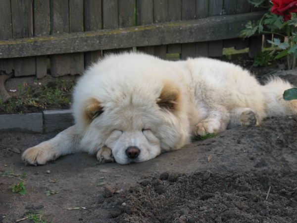 Линда Чайка