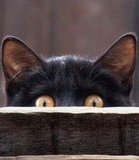 Светлана Роменская