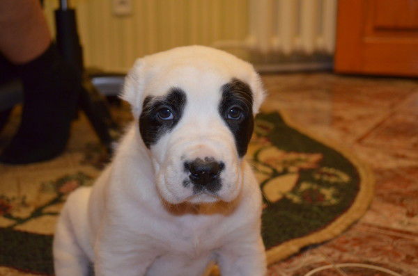 Инга Поворознюк