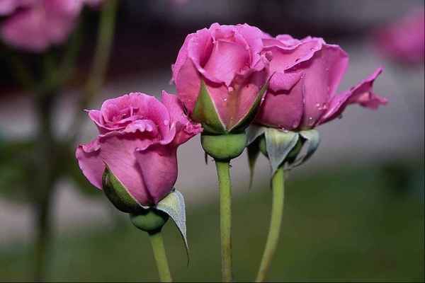 Валентина С