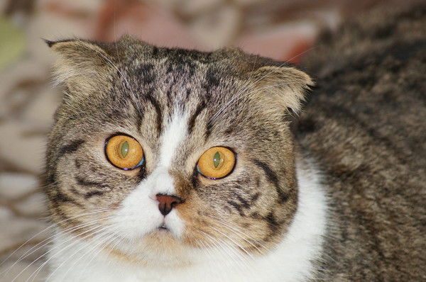 Сергей Москалев